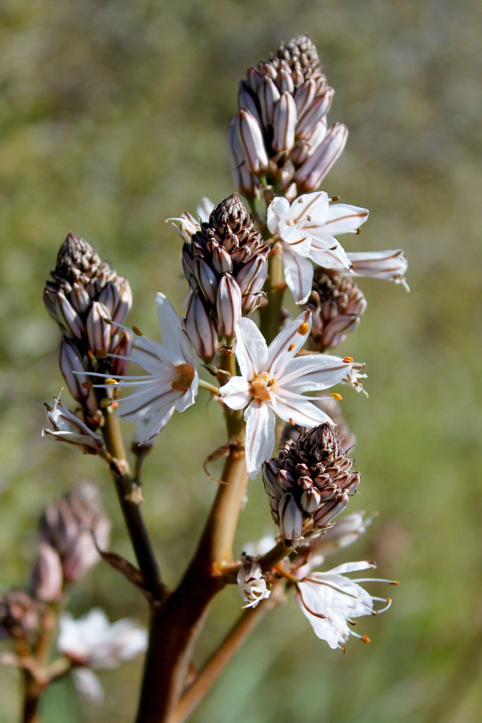 Canon EOS 500D (EOS Rebel T1i / EOS Kiss X3) sample photo. Flower, nature, spring photography