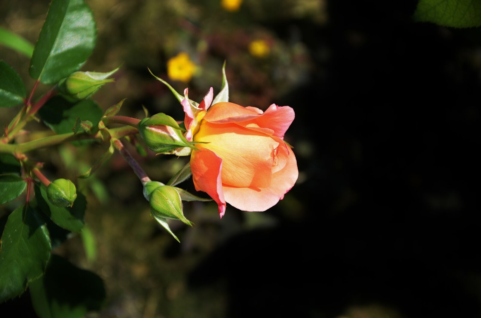 Nikon D7000 sample photo. Rose, flower, spring photography