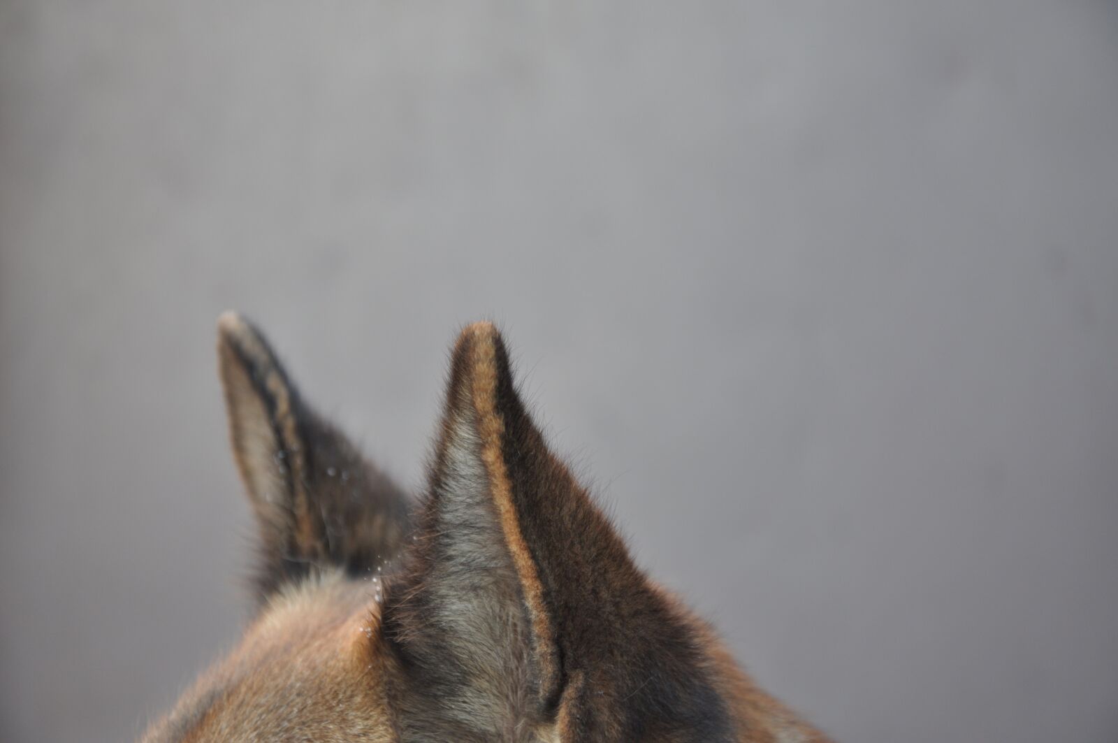 Nikon D90 sample photo. Dog, ears, background photography