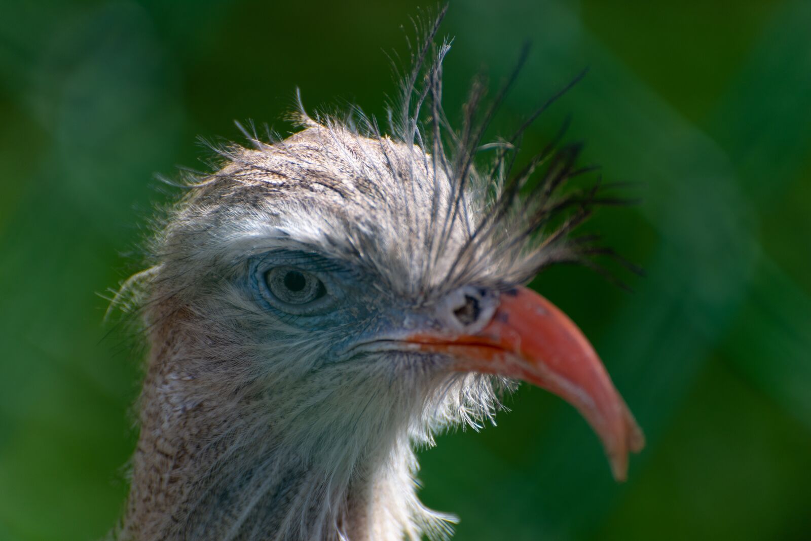 Nikon D750 sample photo. Bird, zoo, switzerland photography