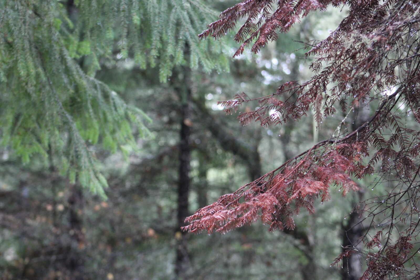 Canon EF 75-300mm f/4-5.6 sample photo