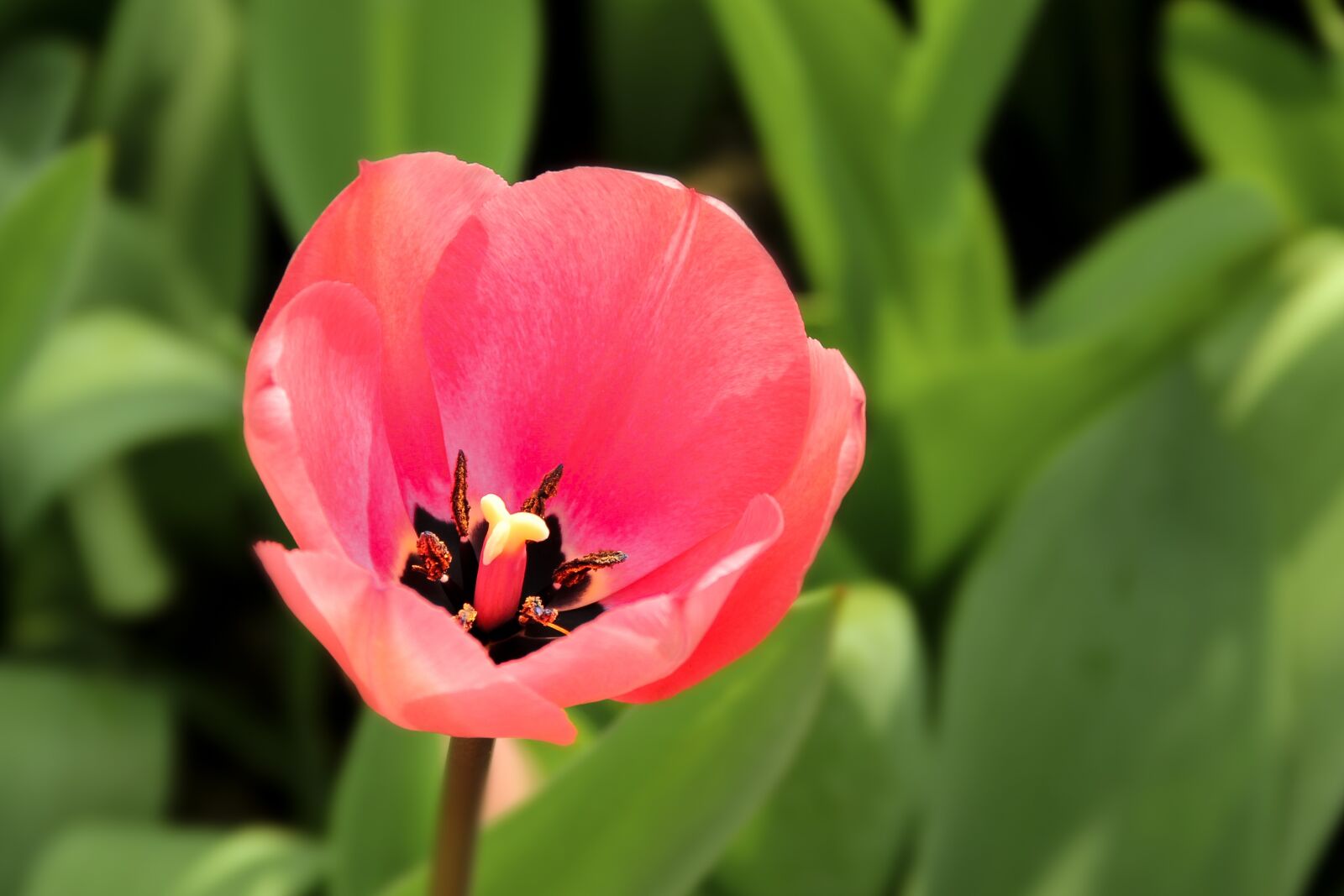Canon EF-S 18-135mm F3.5-5.6 IS sample photo. Tulip, tulpenbluete, blossom photography