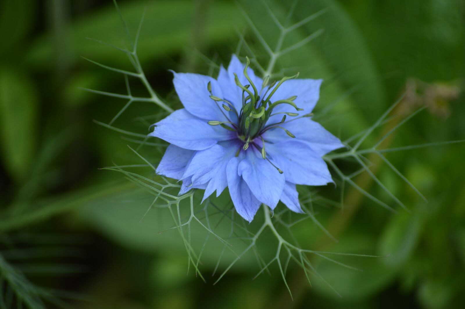 Nikon D3200 sample photo. Nature, flora, flower photography