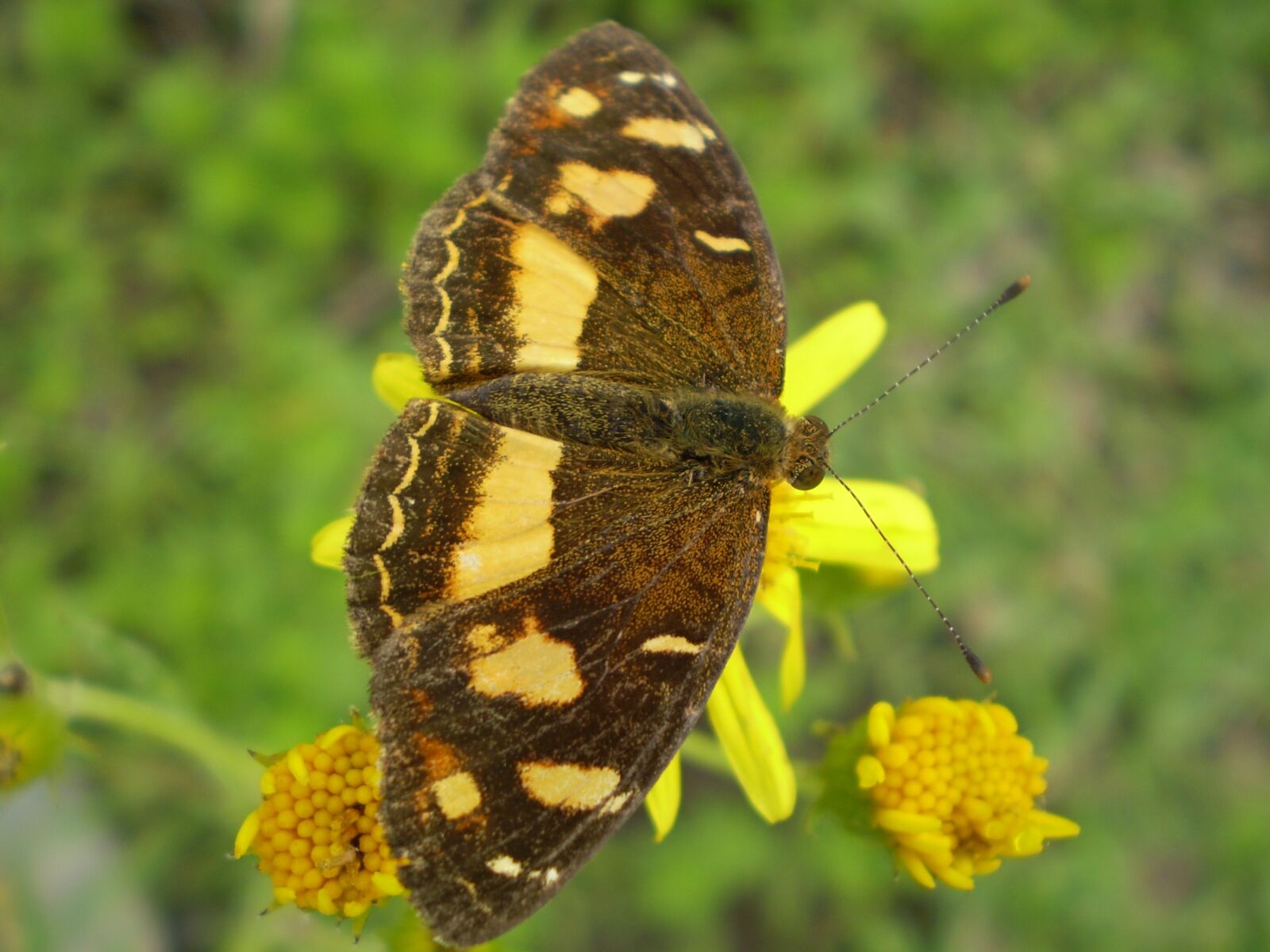 Olympus FE210,X775 sample photo. Butterfly, brown and yellow photography