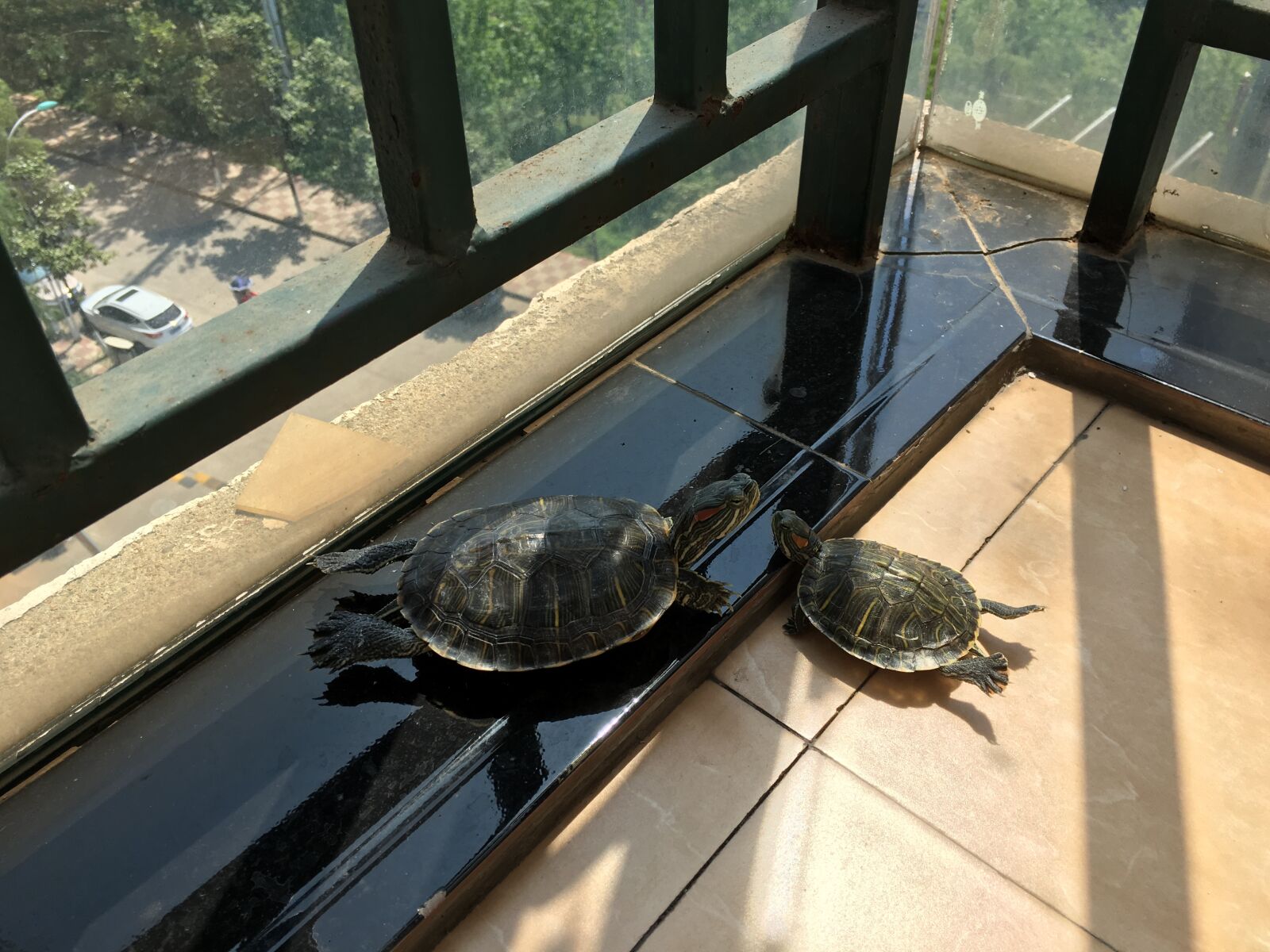 Apple iPhone 6s Plus sample photo. Turtle, pet, relax photography