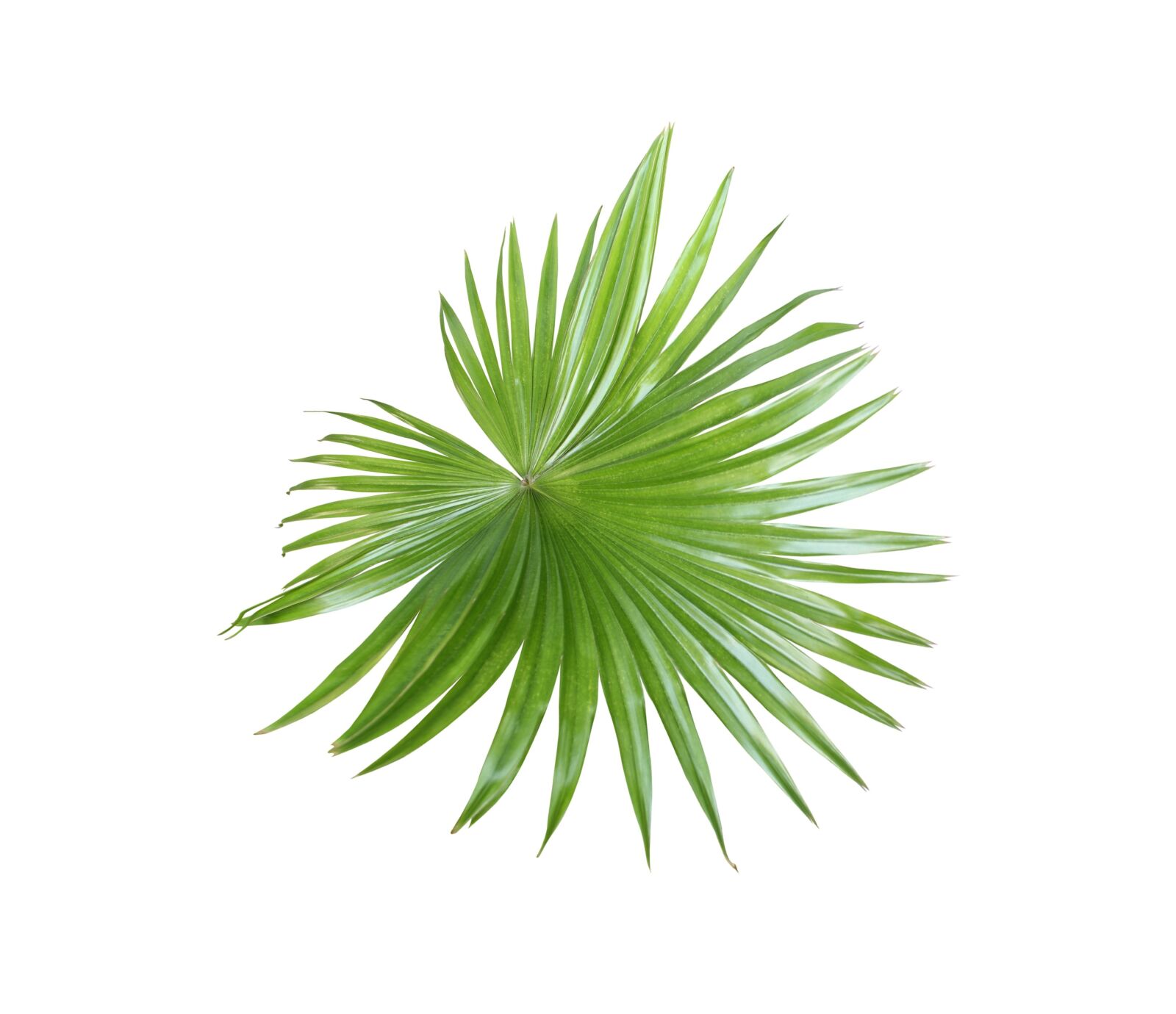 Canon EOS 700D (EOS Rebel T5i / EOS Kiss X7i) sample photo. Palm, leaf, foliage photography