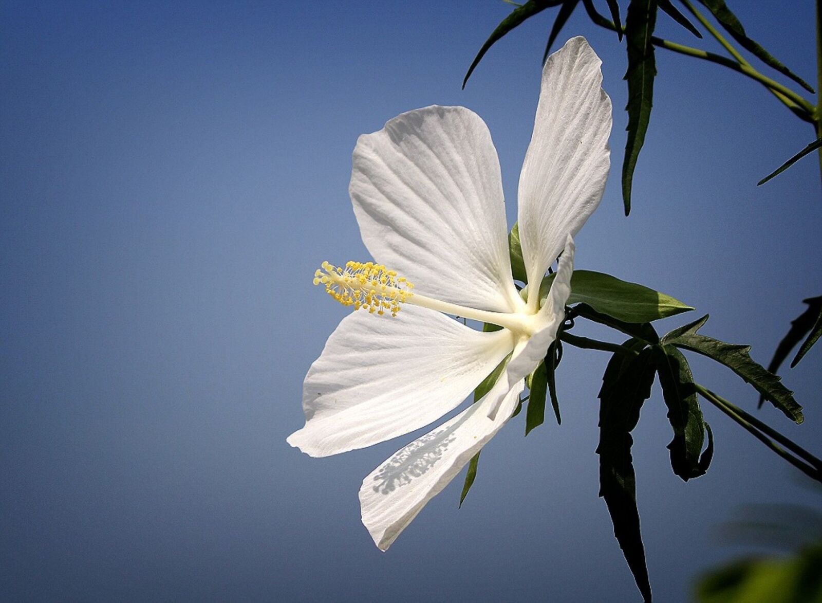 Canon EOS 60D sample photo. Flowers, white flower, the photography
