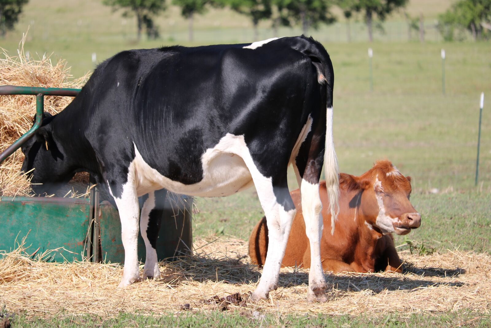 Canon EOS 750D (EOS Rebel T6i / EOS Kiss X8i) sample photo. Cows, pasture, farm photography