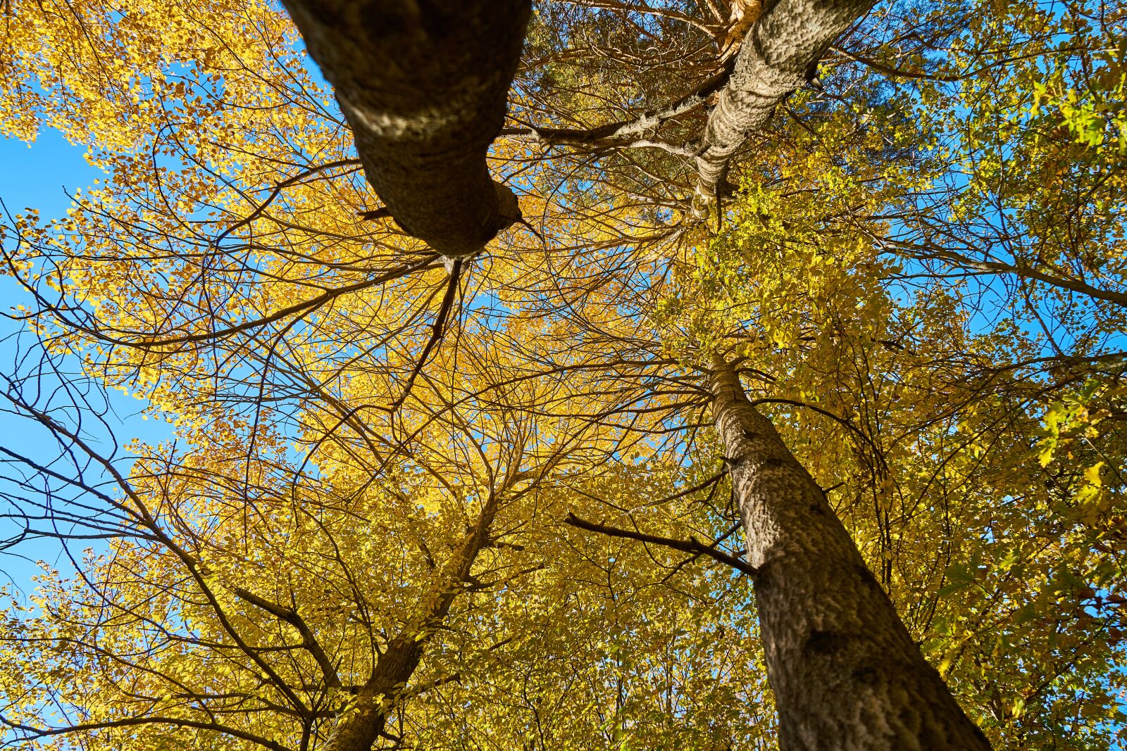 Sony a7R II sample photo. Autumn, the leaves are photography