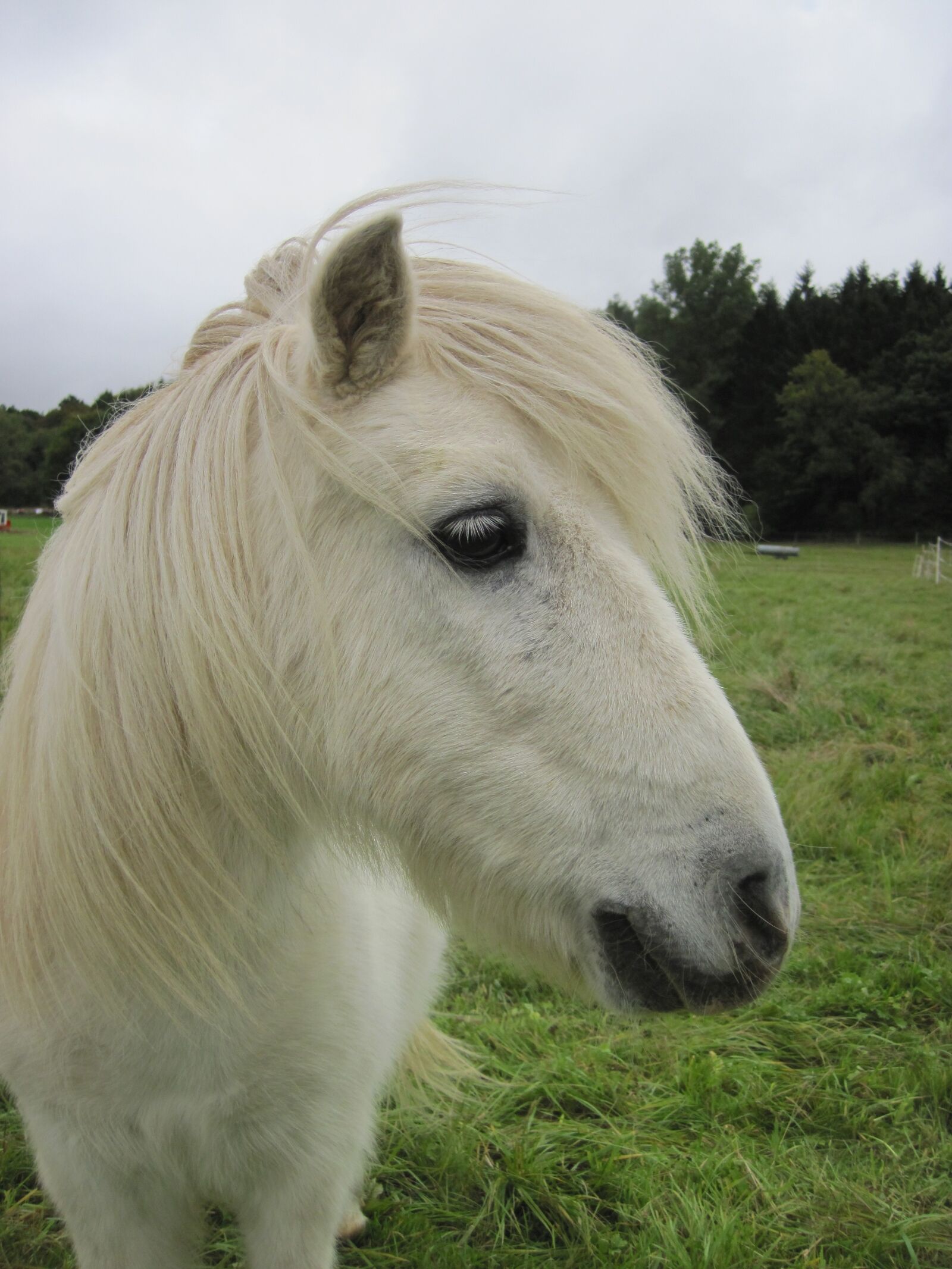 Canon PowerShot D10 sample photo. Pony, shetty, shetland pony photography
