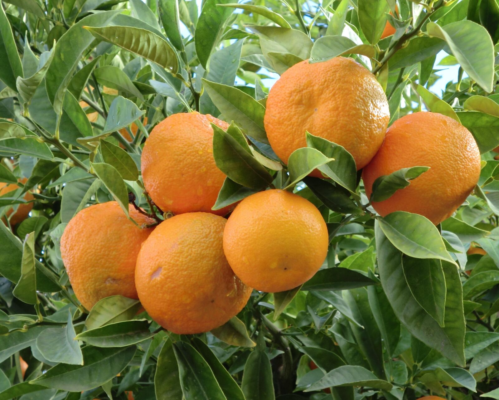 CASIO EX-Z800 sample photo. Food, fruit, orange photography