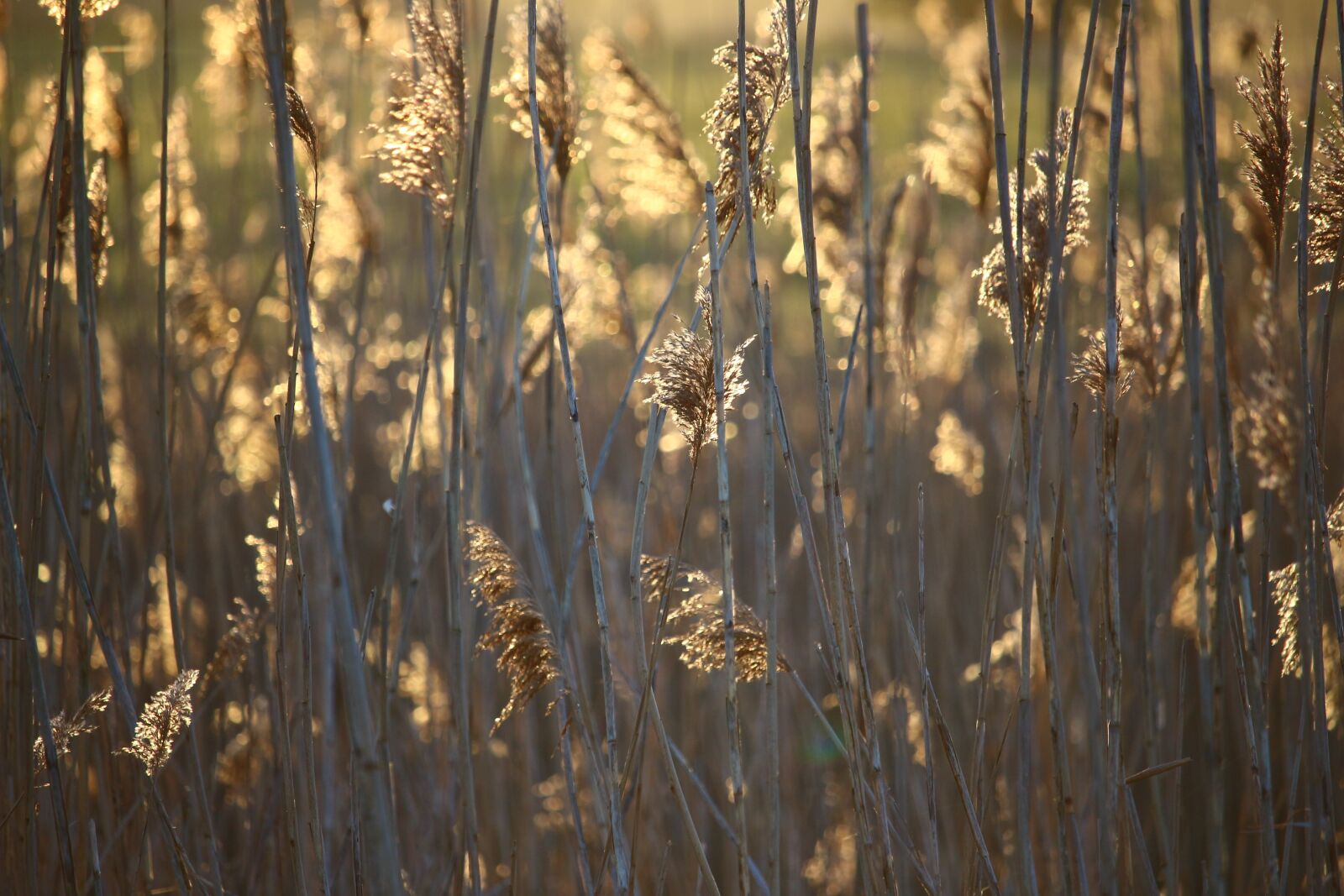 Canon EOS 100D (EOS Rebel SL1 / EOS Kiss X7) sample photo. Reed, sunrise, morgenstimmung photography