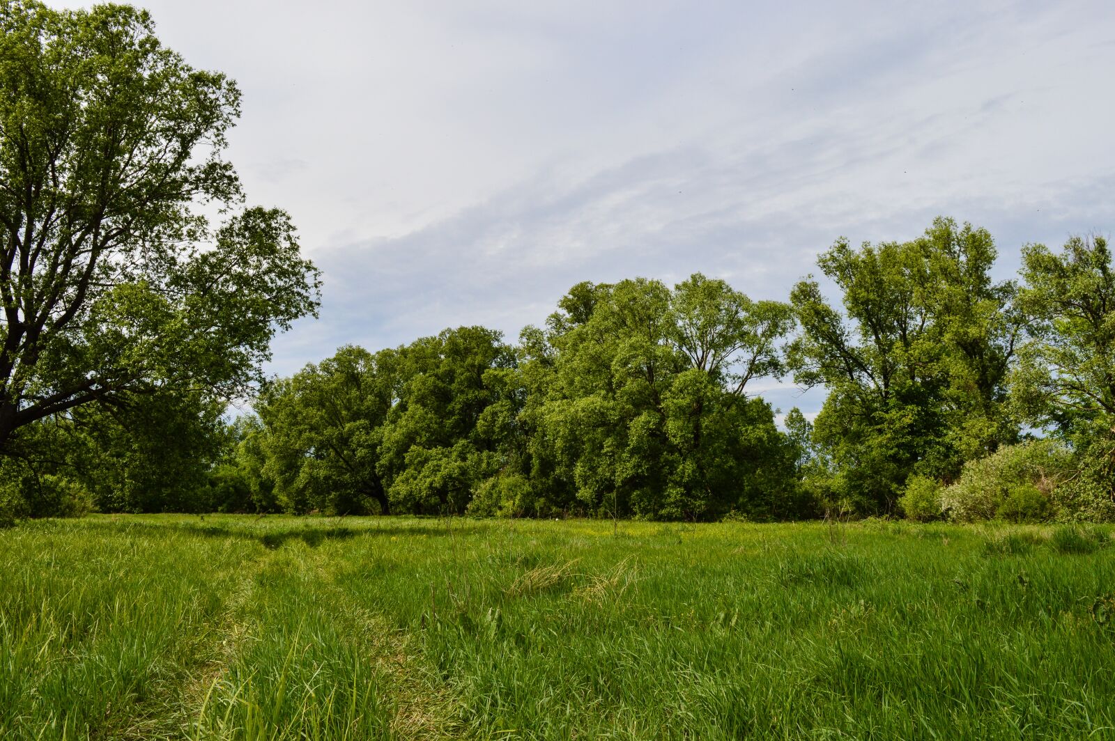Nikon D3200 sample photo. Field, meadow, nature photography
