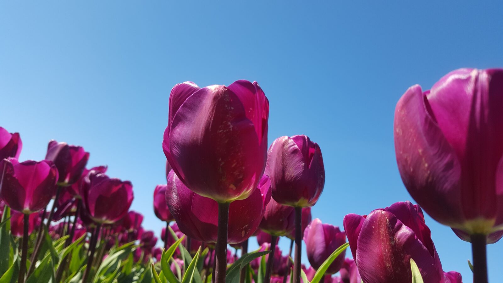 Samsung Galaxy S6 sample photo. Tulip, flowerbulbs, purple photography