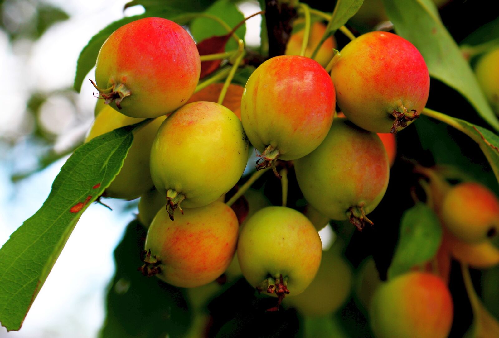 Canon EOS 700D (EOS Rebel T5i / EOS Kiss X7i) sample photo. Fruit, apples, apple photography