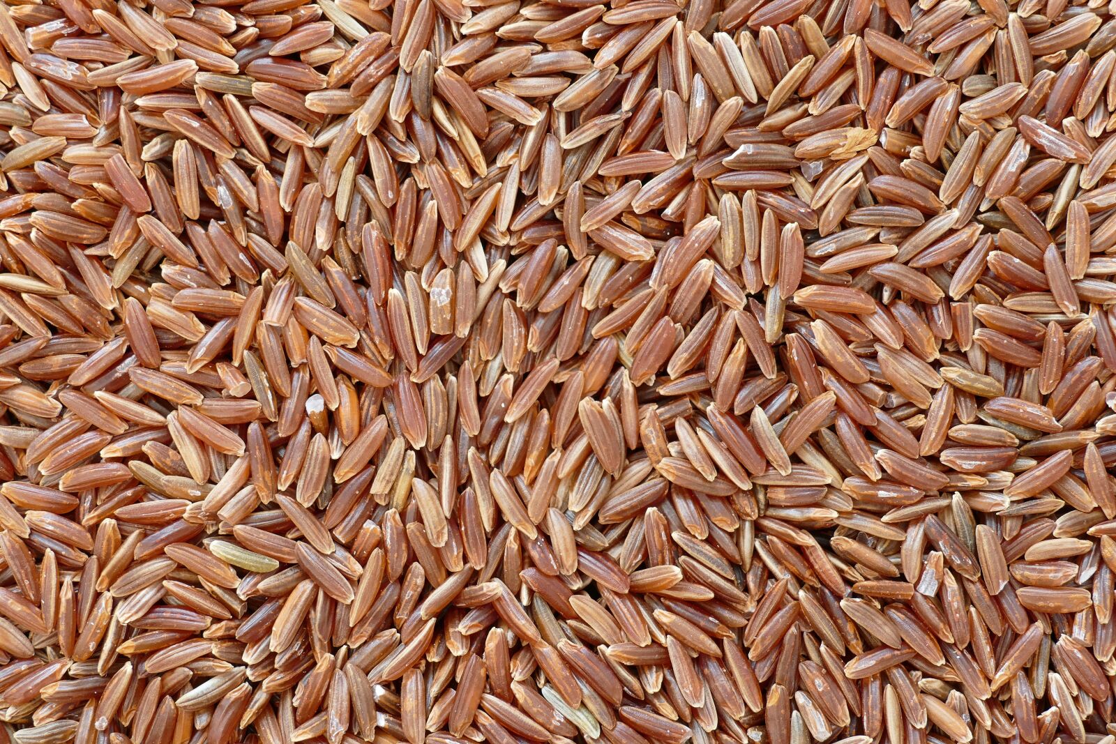Panasonic Lumix DMC-FZ1000 sample photo. Red camargue rice, top photography