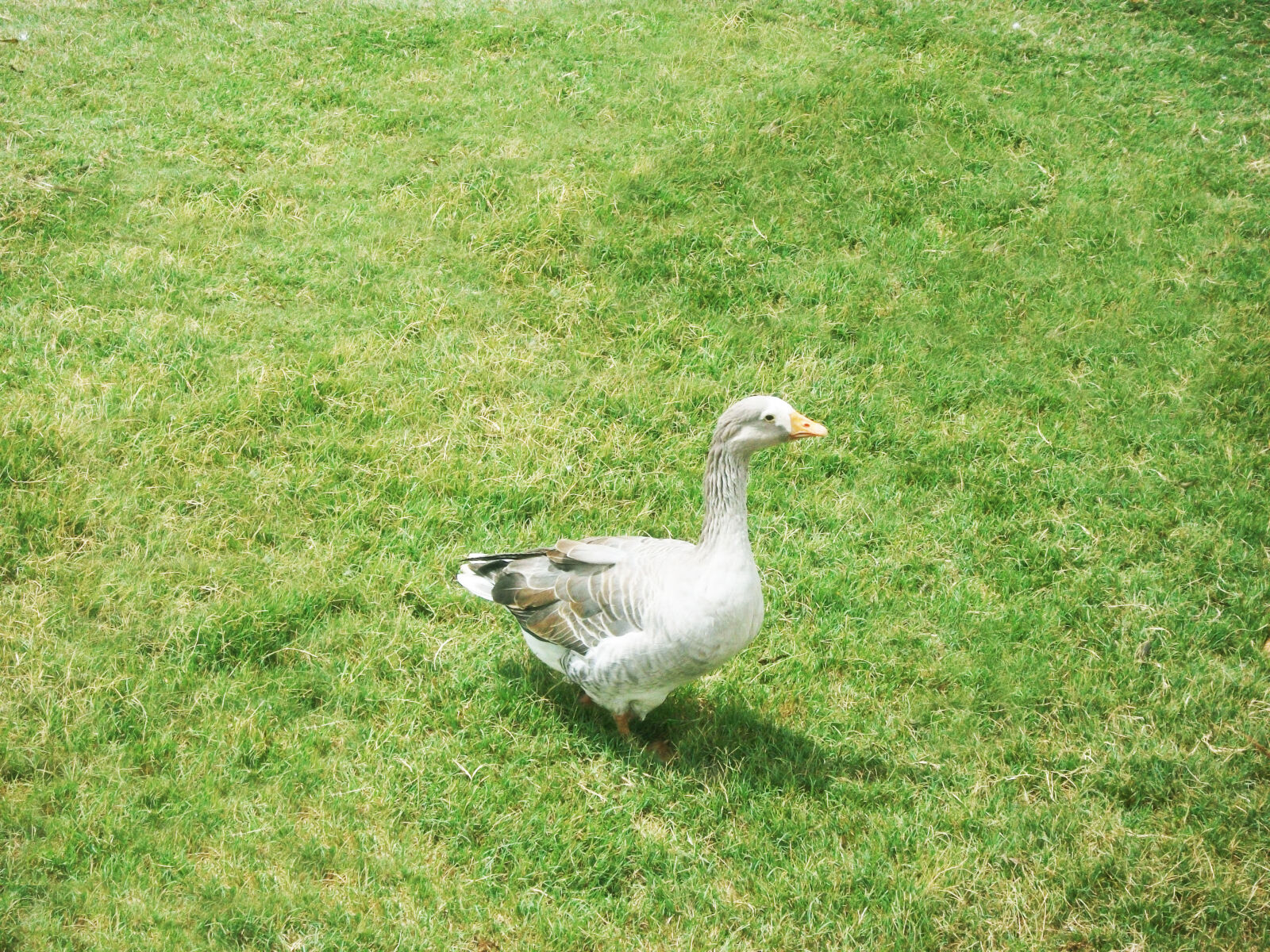 Fujifilm A170 A180 sample photo. Duck, goose photography
