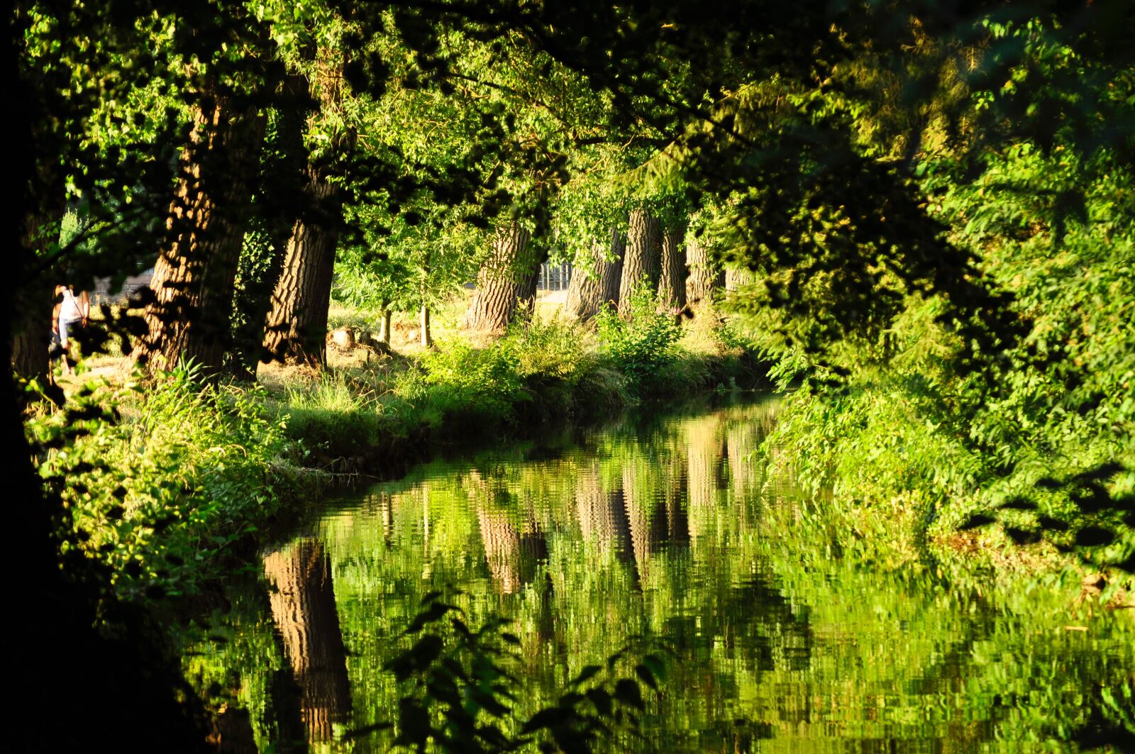 Nikon D5000 sample photo. Nature, forests, trees photography