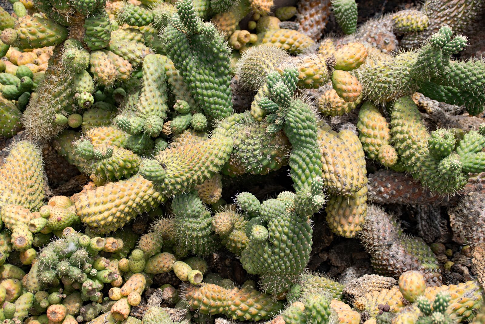 Nikon D5300 sample photo. Jardin de cactus, cactus photography