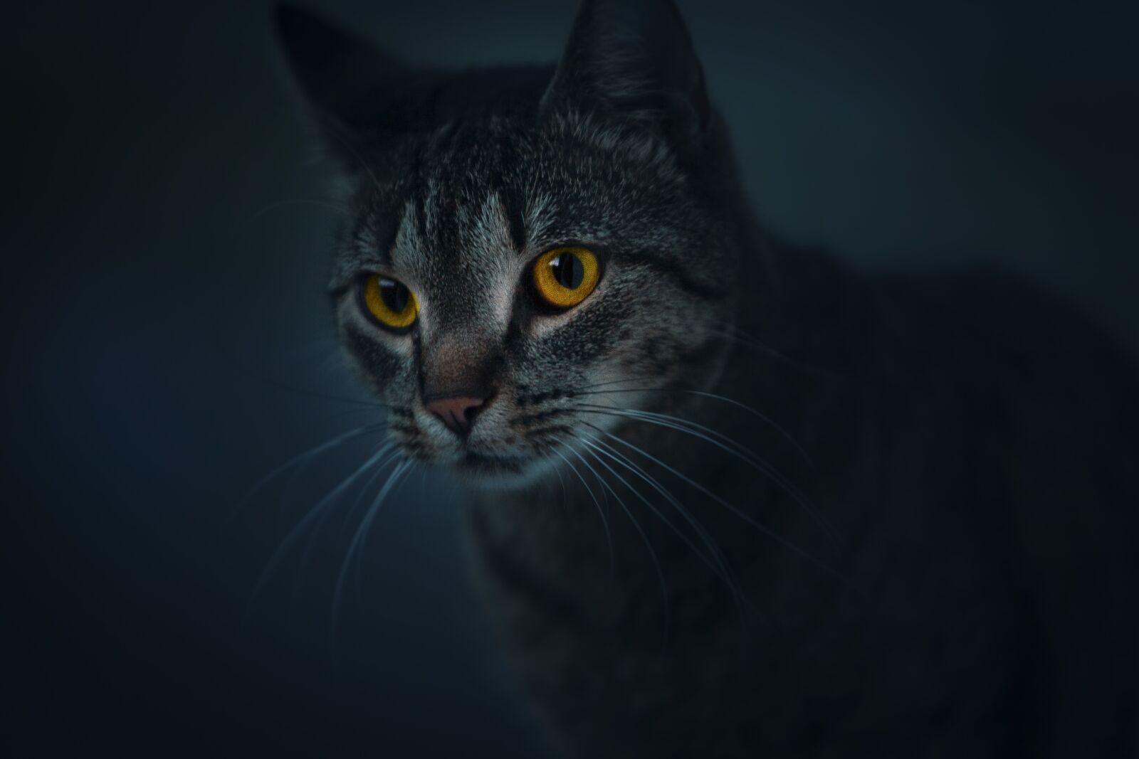Canon EOS 5D sample photo. Cat, robber, wild photography