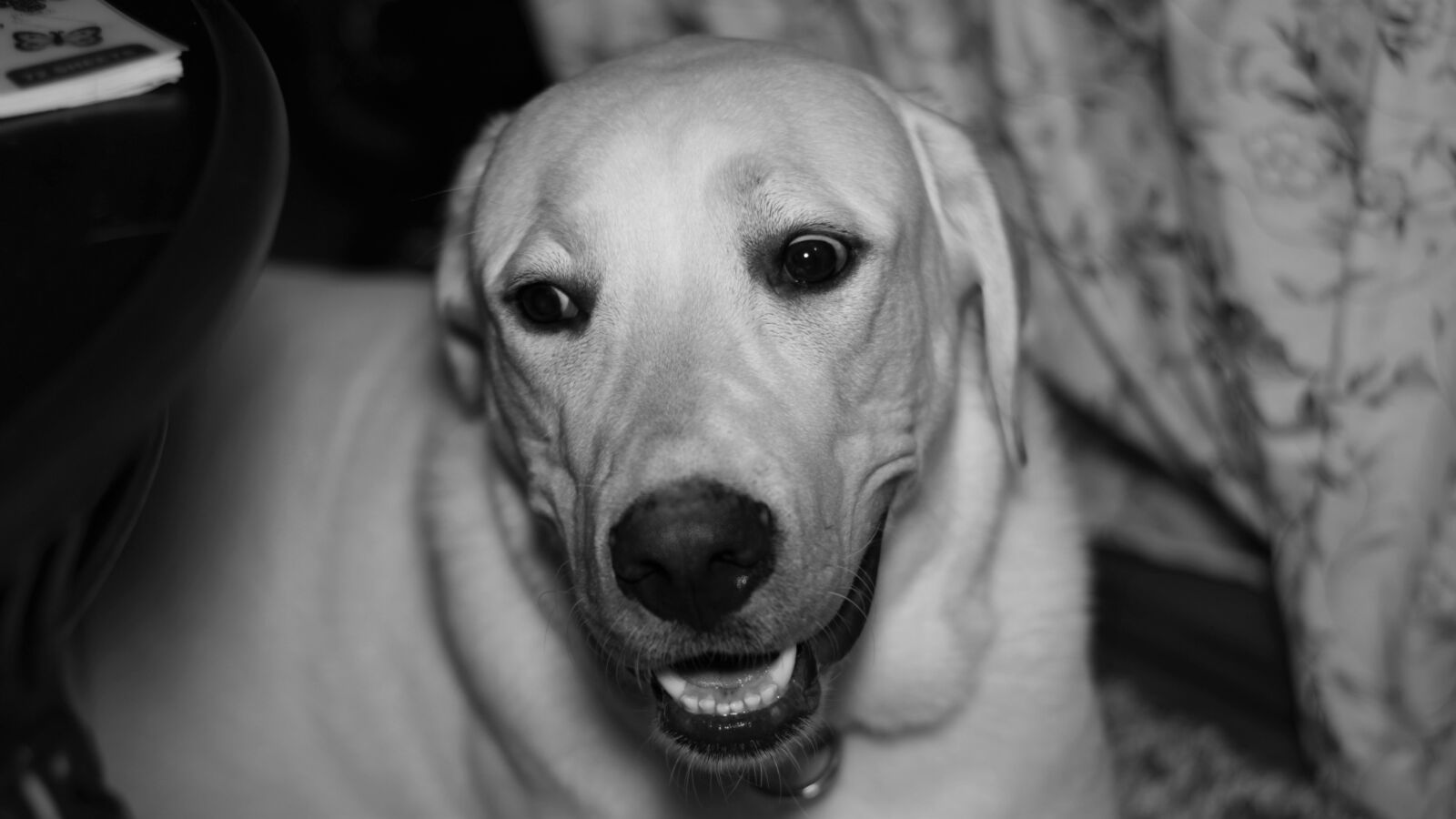 Canon EOS 1300D (EOS Rebel T6 / EOS Kiss X80) sample photo. Labrador, labrador retriever, dog photography