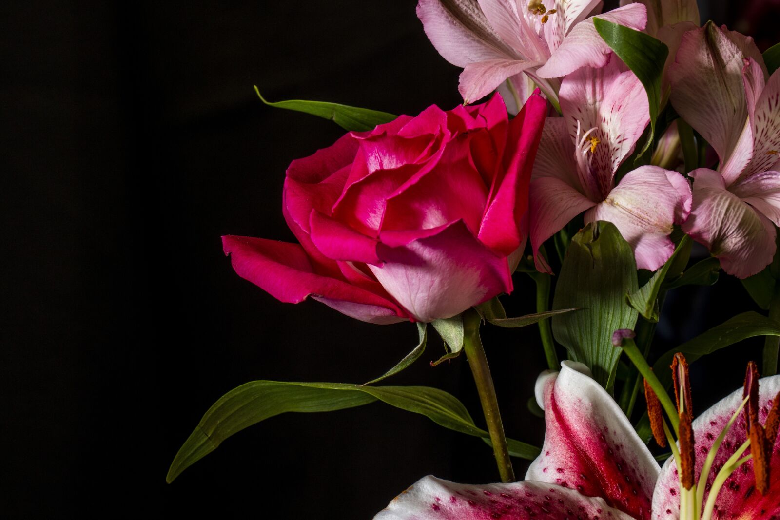 Canon EOS 800D (EOS Rebel T7i / EOS Kiss X9i) sample photo. Red rose, flowers, bloom photography