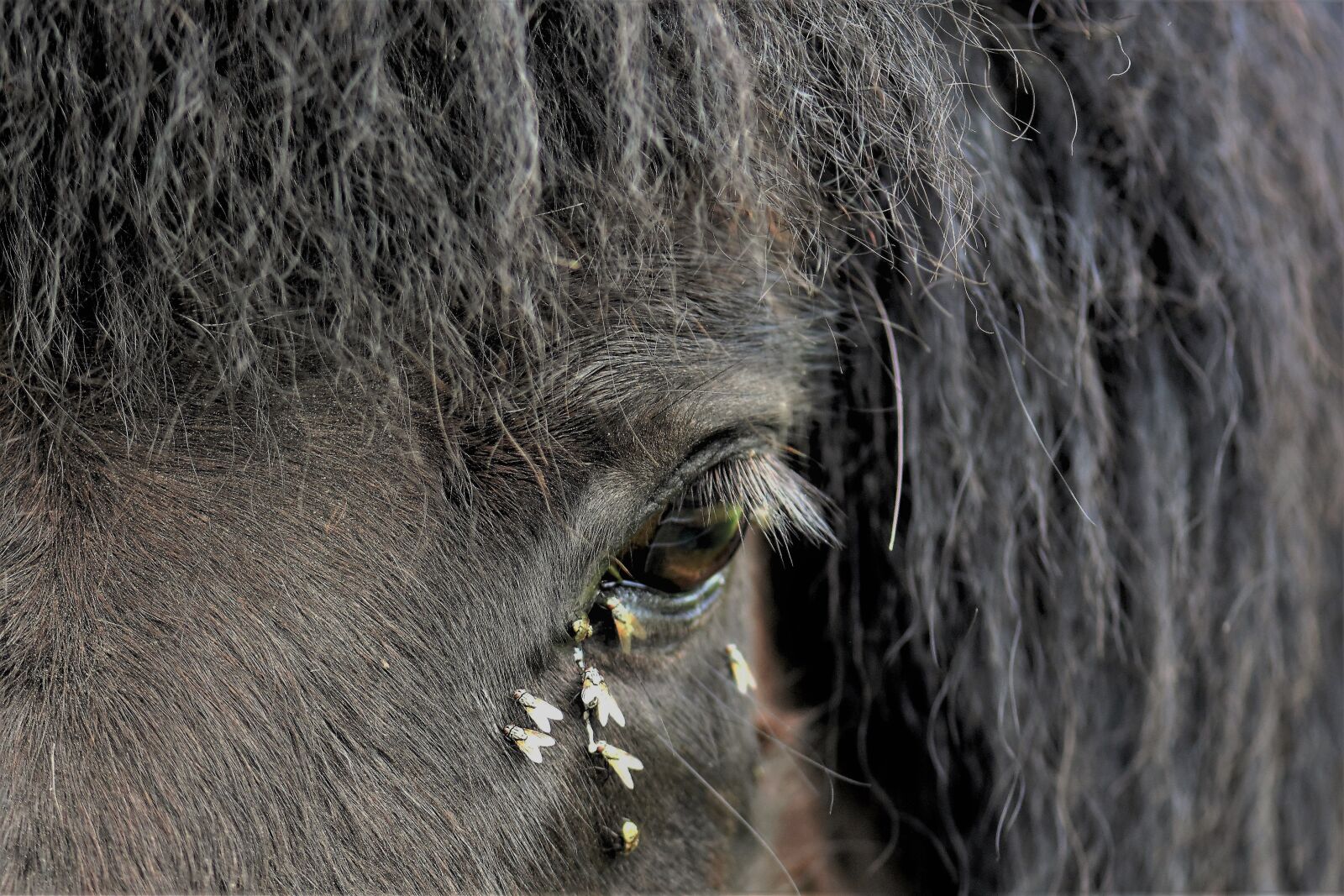 Nikon D5500 sample photo. Horse, pony, animal photography