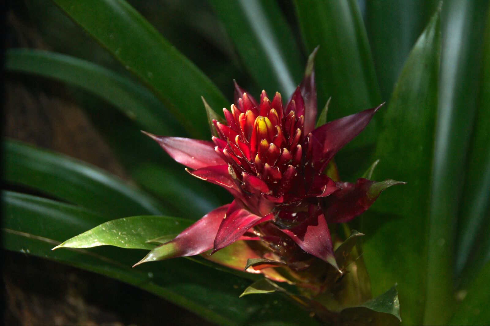Sony Alpha DSLR-A550 sample photo. Flower, red flower, blossom photography