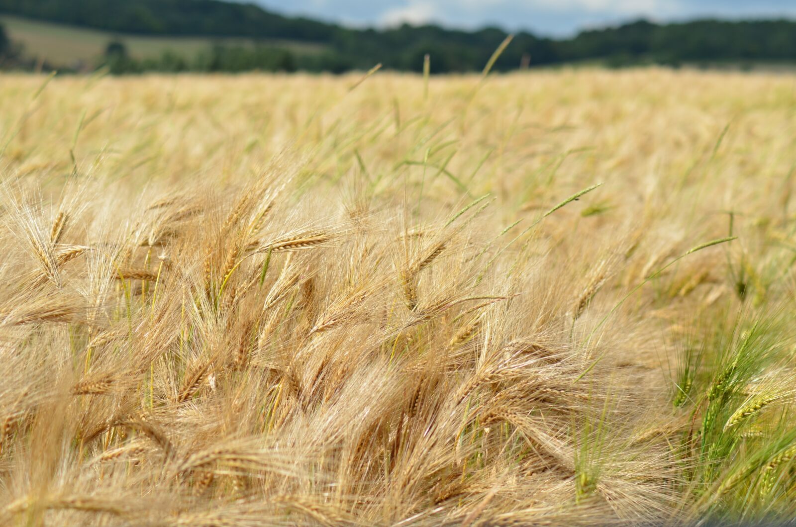Nikon D5100 sample photo. Barley, cereal, agriculture photography