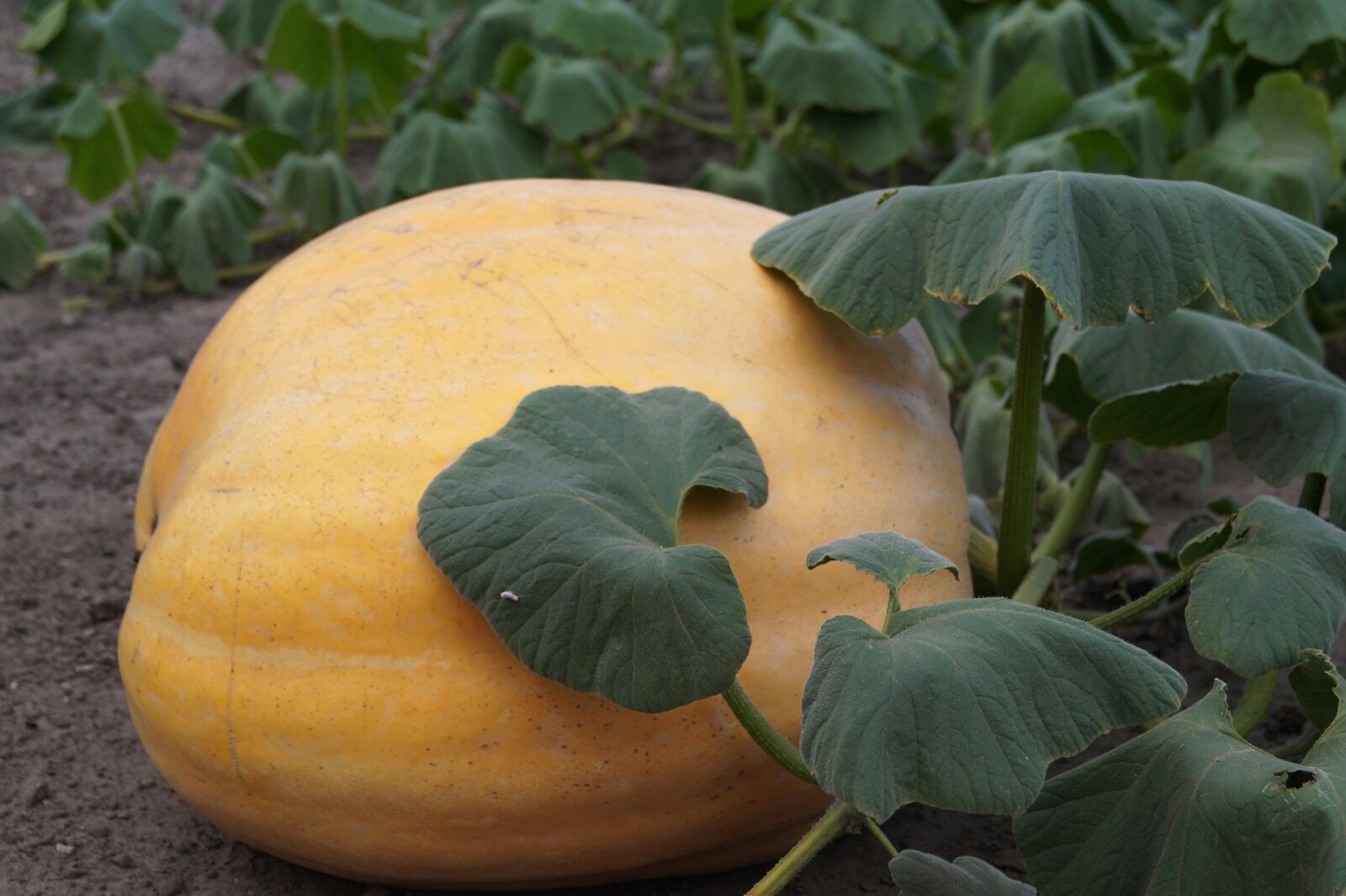 Sony DT 18-55mm F3.5-5.6 SAM II sample photo. Pumpkin, field, orange photography
