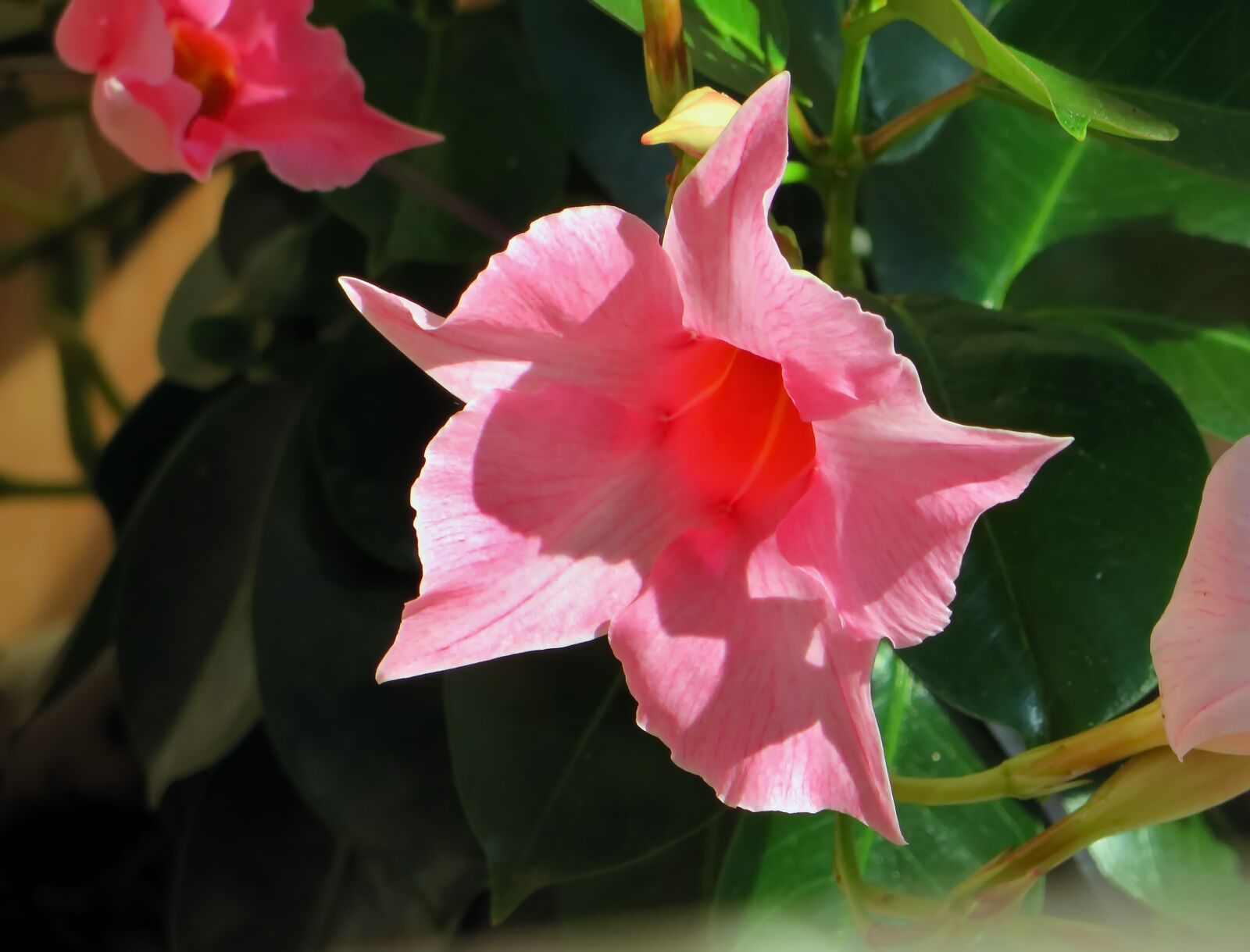 Canon PowerShot SX270 HS sample photo. Dipladenia, pink flower, exotic photography