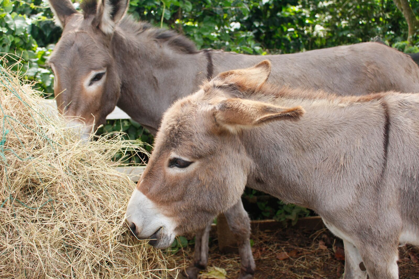 Canon EOS 700D (EOS Rebel T5i / EOS Kiss X7i) sample photo. Donkey, burrito, donkeys photography