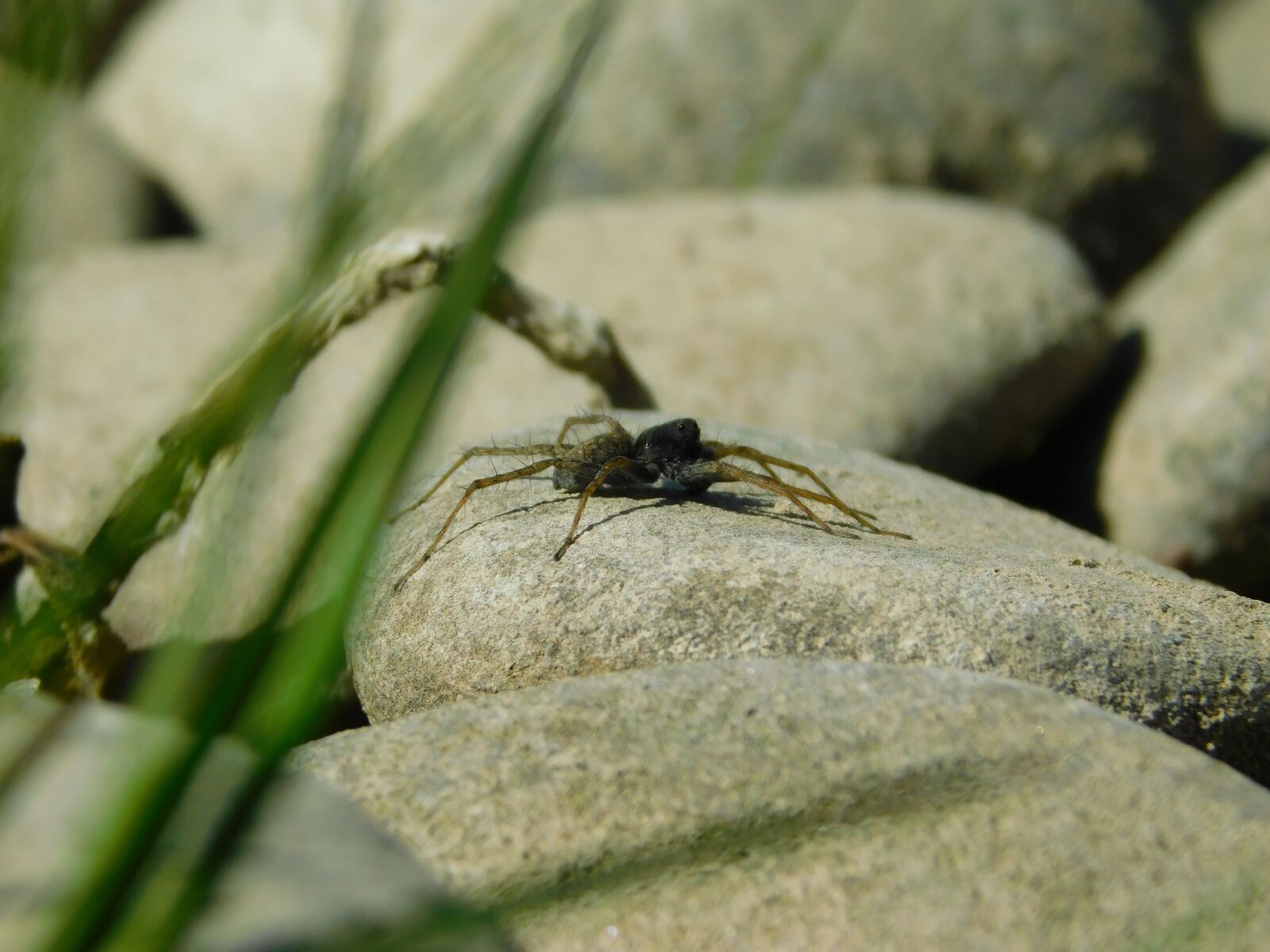 Nikon Coolpix B500 sample photo. Spider, stone, insect photography