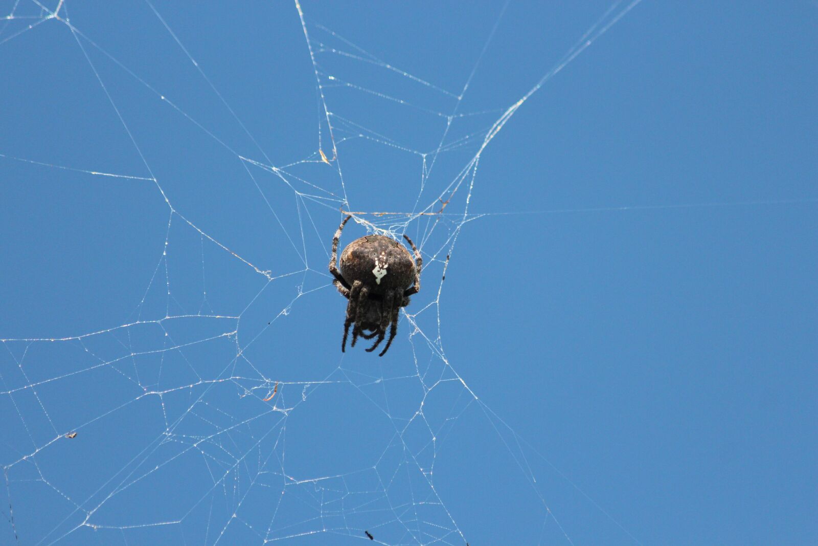Canon EOS 650D (EOS Rebel T4i / EOS Kiss X6i) sample photo. Spider, spider web, arthropod photography