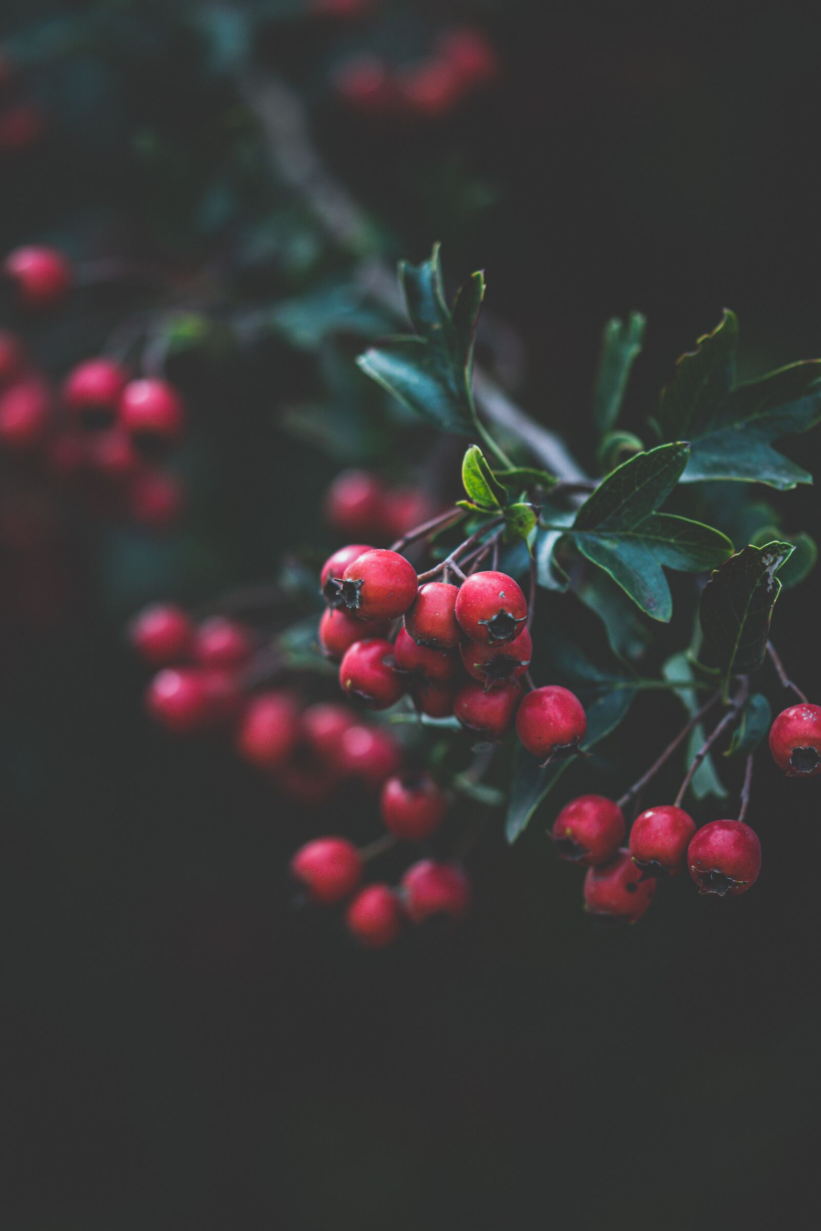 105mm F2.8 sample photo. Berries, plants, nature photography