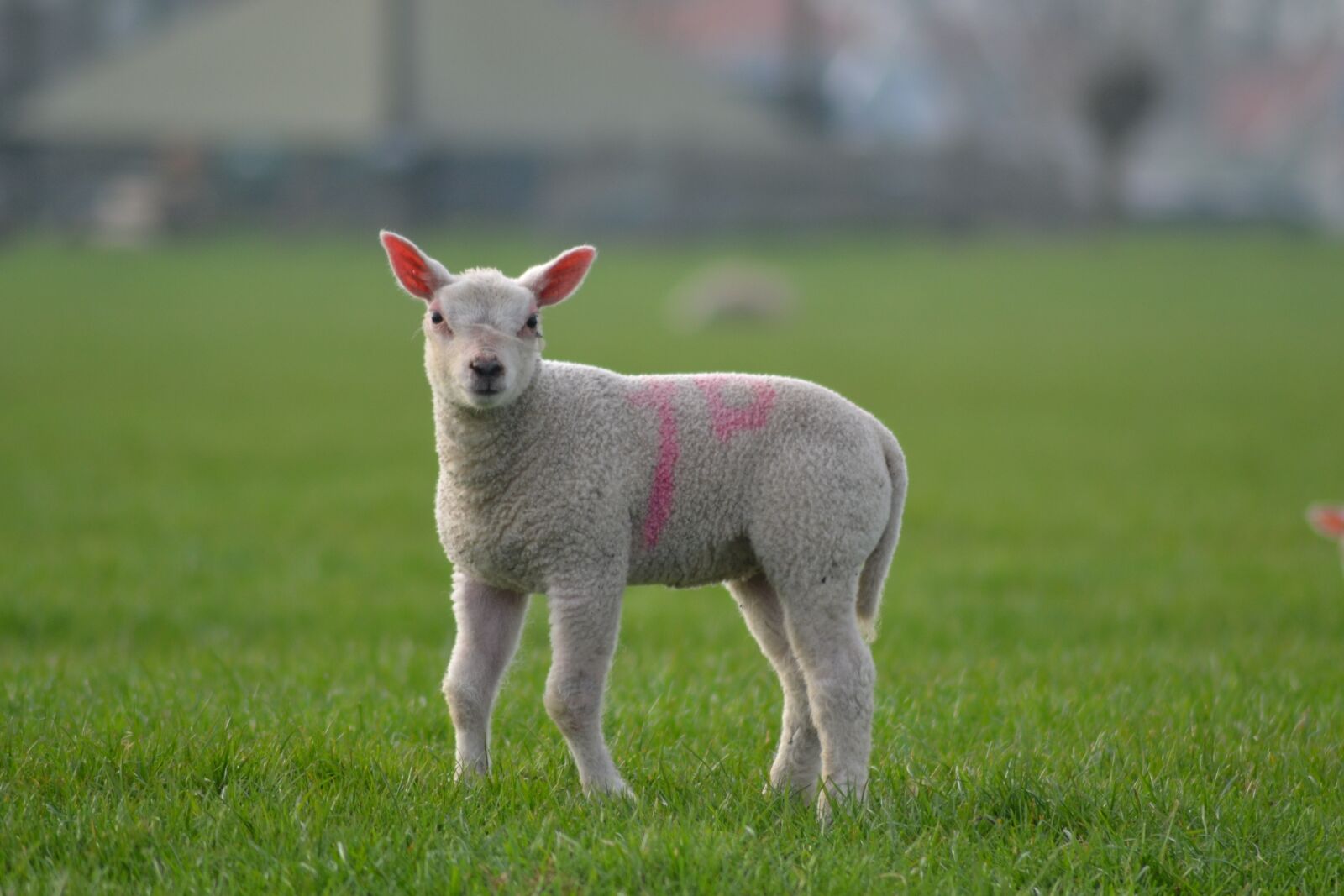 Nikon D3100 sample photo. Lamb, sheep, farm photography