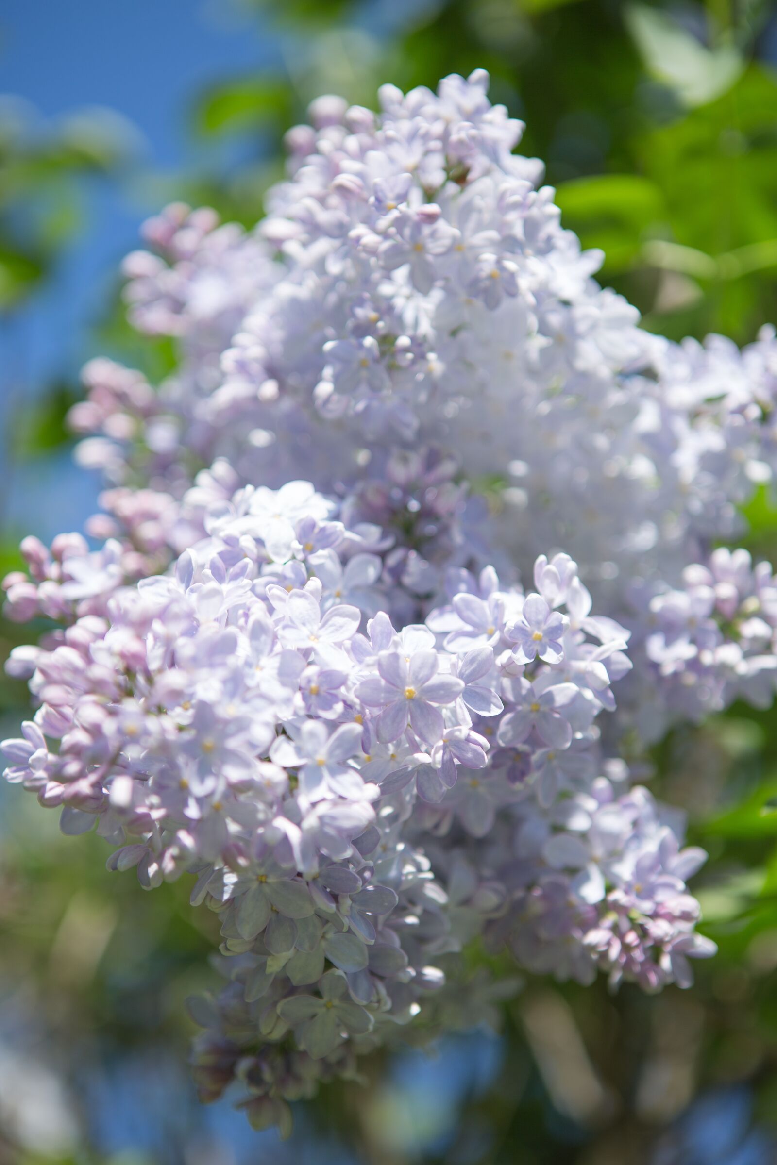 Canon EF 24-70mm F2.8L USM sample photo. Lilac, spring, nature photography