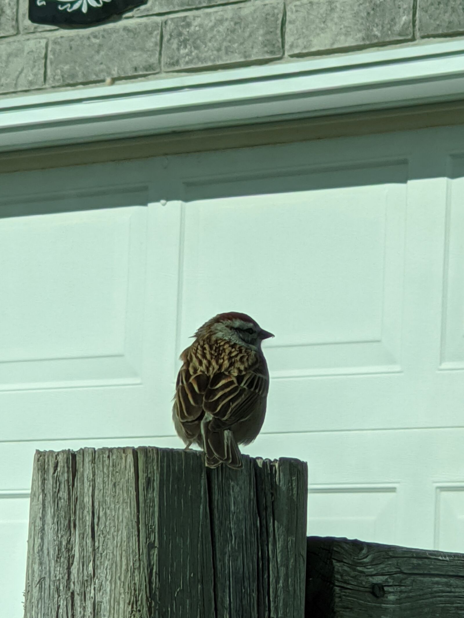Google Pixel 4 sample photo. Sparrow, bird, cute photography