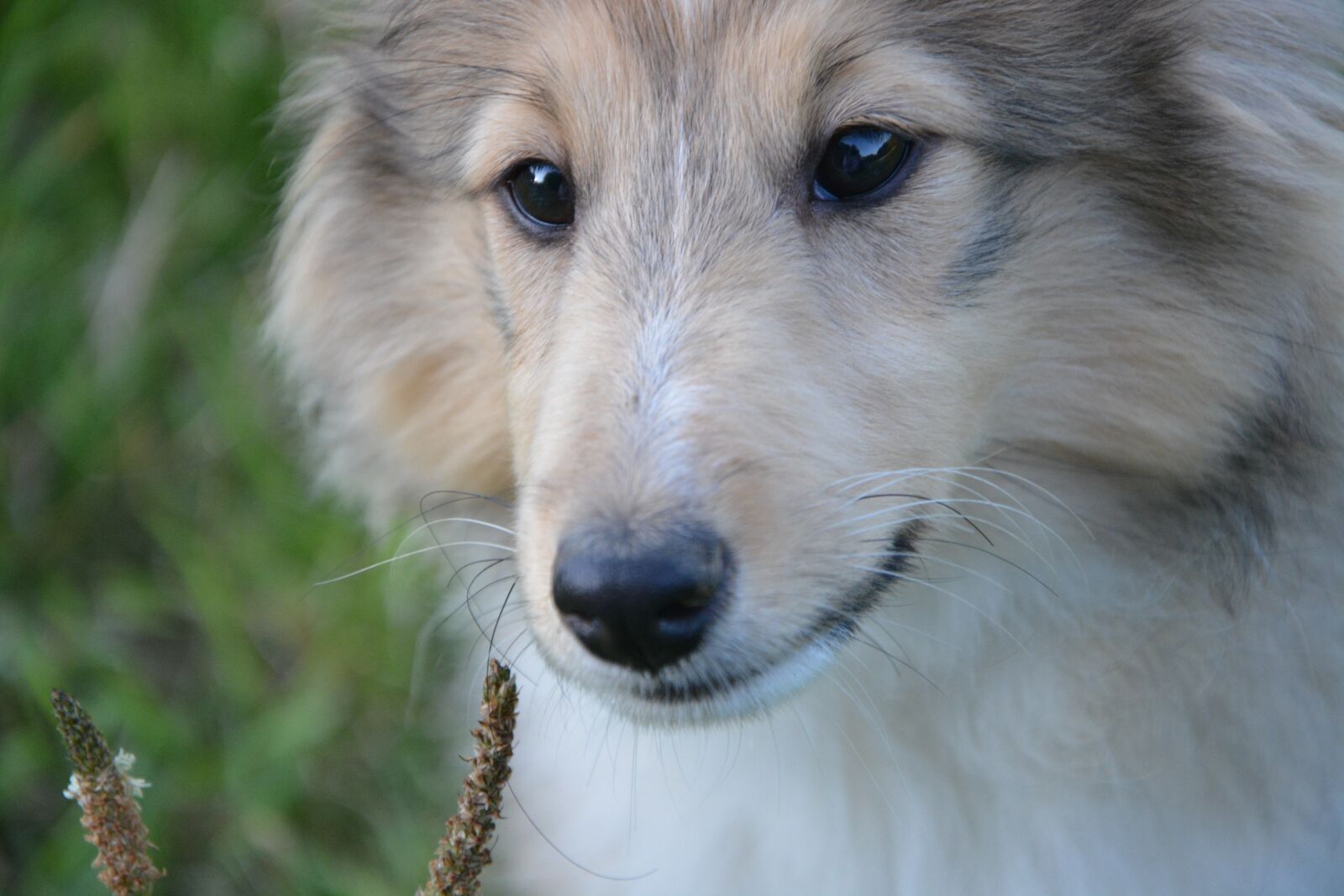 Nikon D5200 sample photo. Dog, snout, nose photography