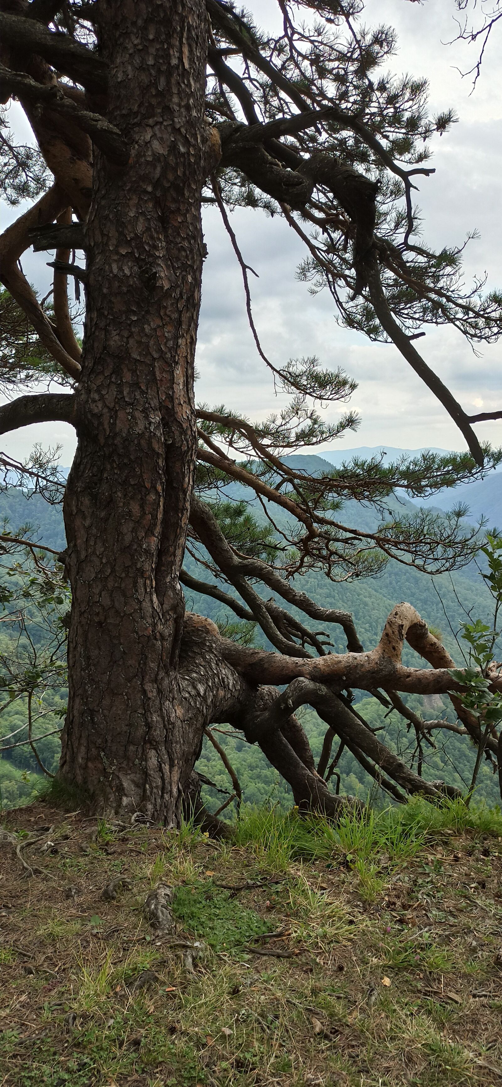 Xiaomi Redmi Note 8 Pro sample photo. Pine, nature, mountains photography