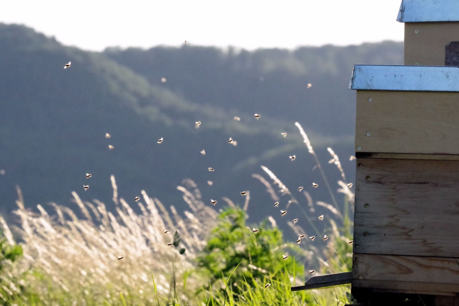 Pentax K-70 sample photo. Honey bee, bees, insect photography