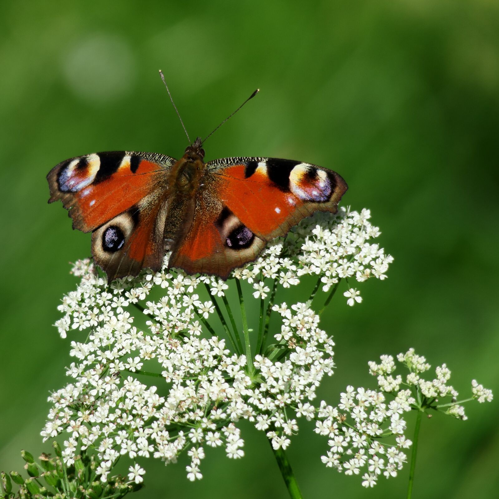 Canon PowerShot G3 X sample photo. Butterfly, peacock, insect photography