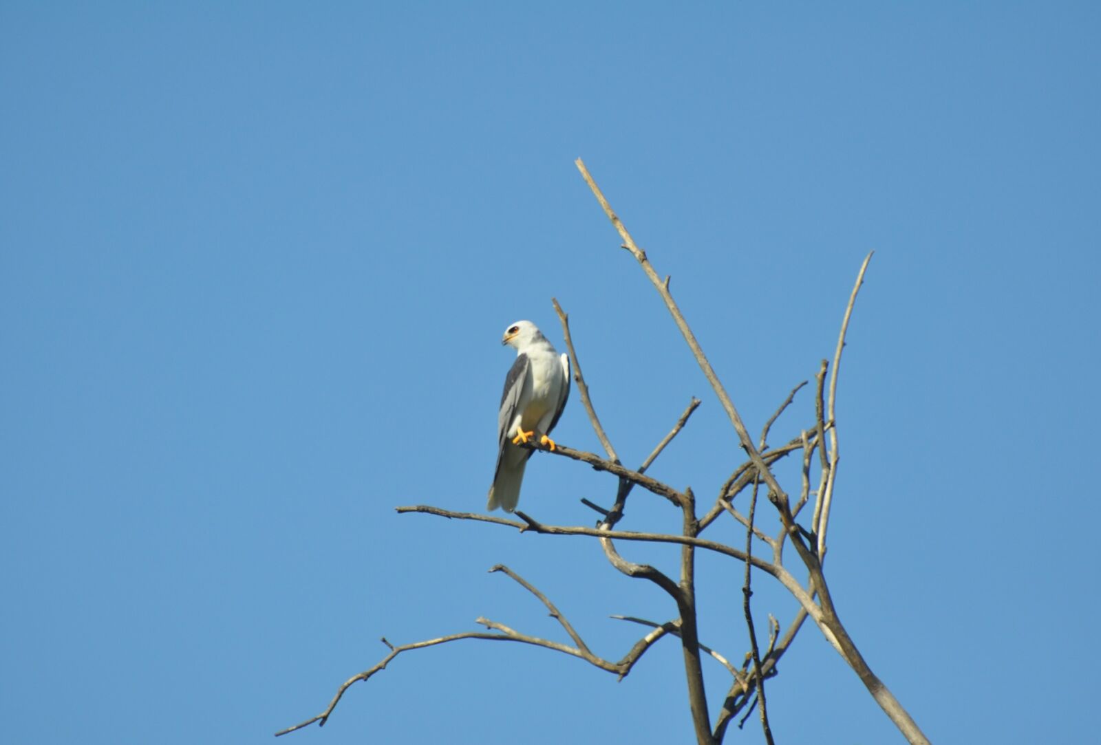 Nikon D90 sample photo. White tailed kite, bird photography