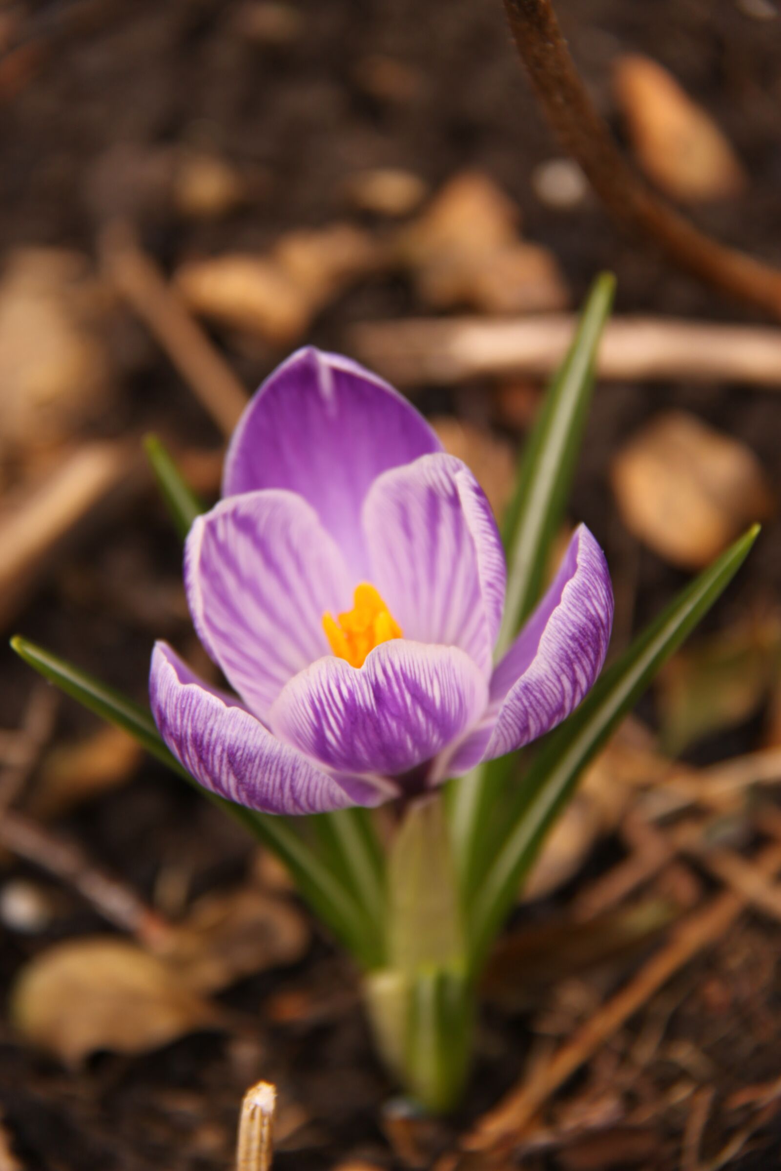 Canon EOS 50D sample photo. Crocus, purple, flower photography