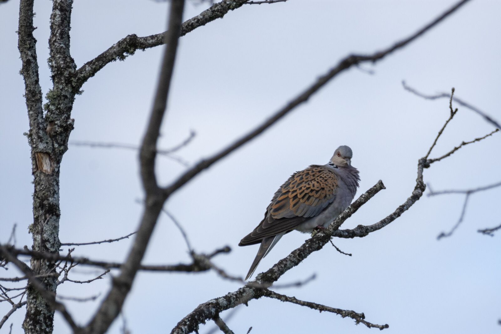 Nikon D7200 sample photo. Turtle dove, bird, nature photography