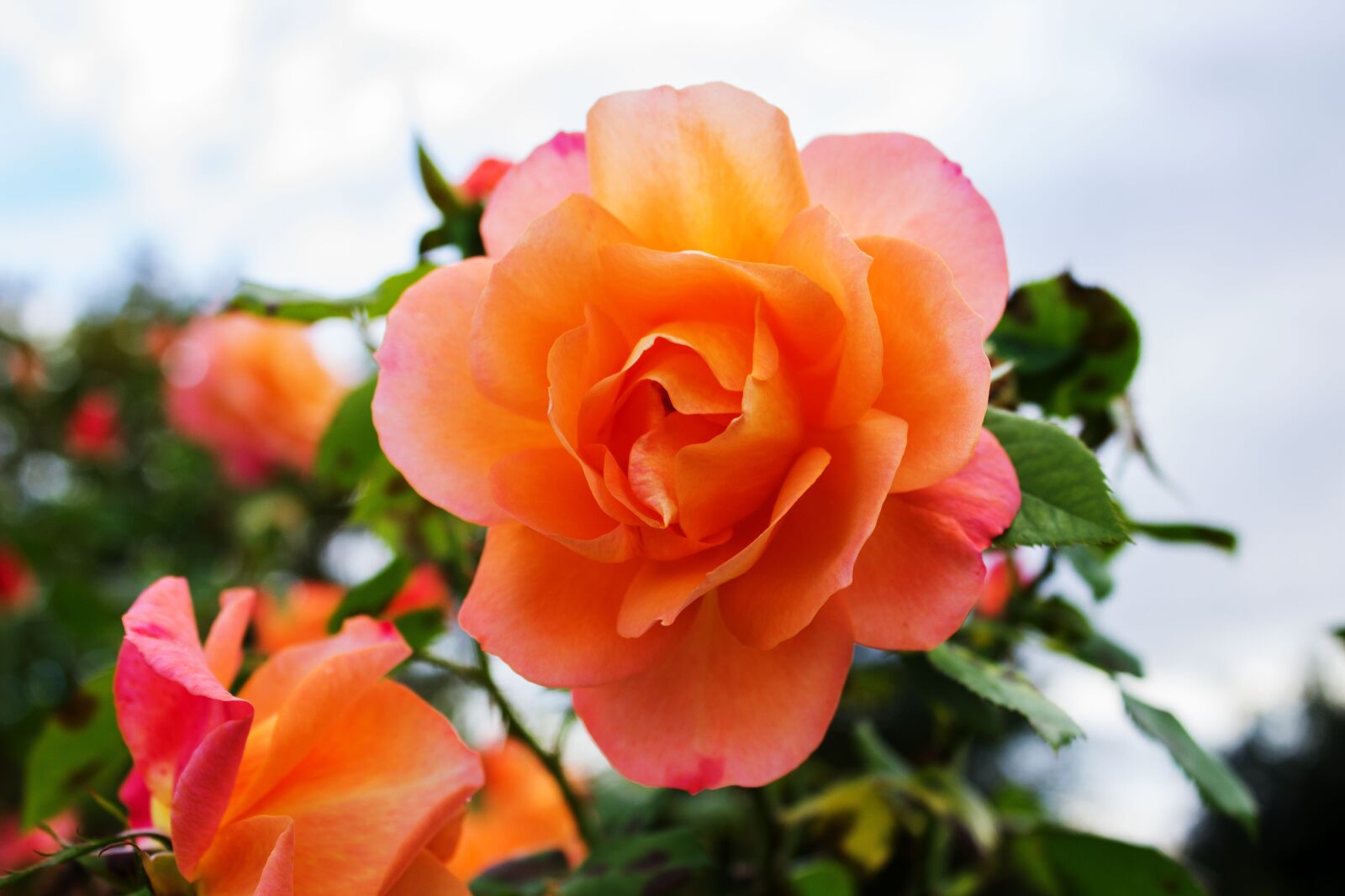Canon EOS 600D (Rebel EOS T3i / EOS Kiss X5) sample photo. Rose, blossom, bloom photography