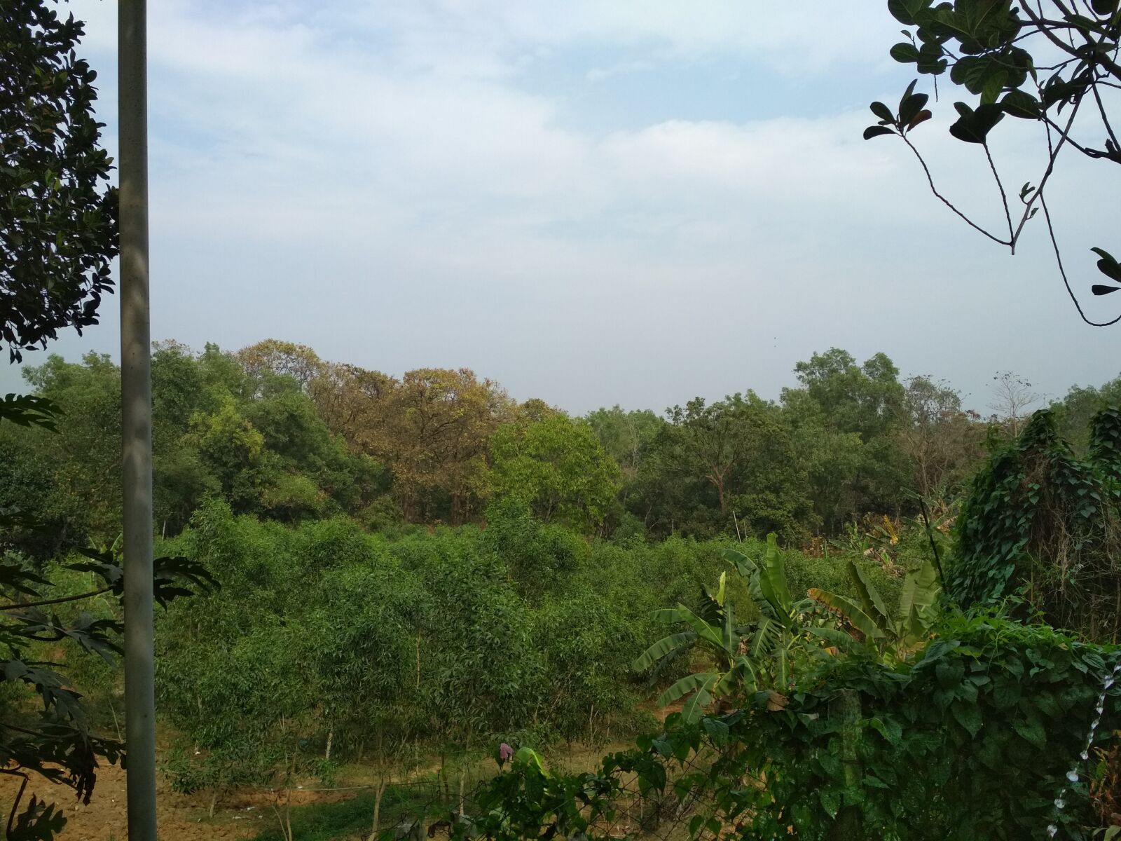 Xiaomi Redmi 4X sample photo. Green, sky, nature photography