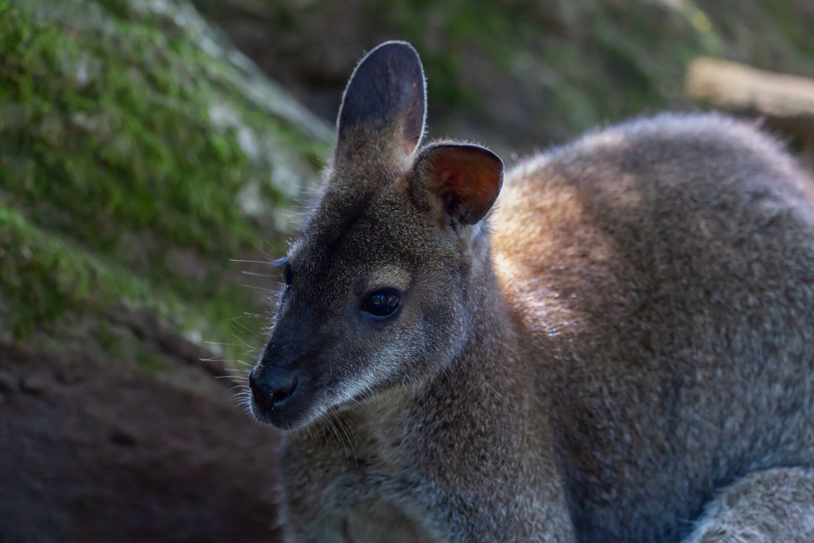 150-600mm F5-6.3 DG OS HSM | Contemporary 015 sample photo. Red necked wallaby, wallaby photography