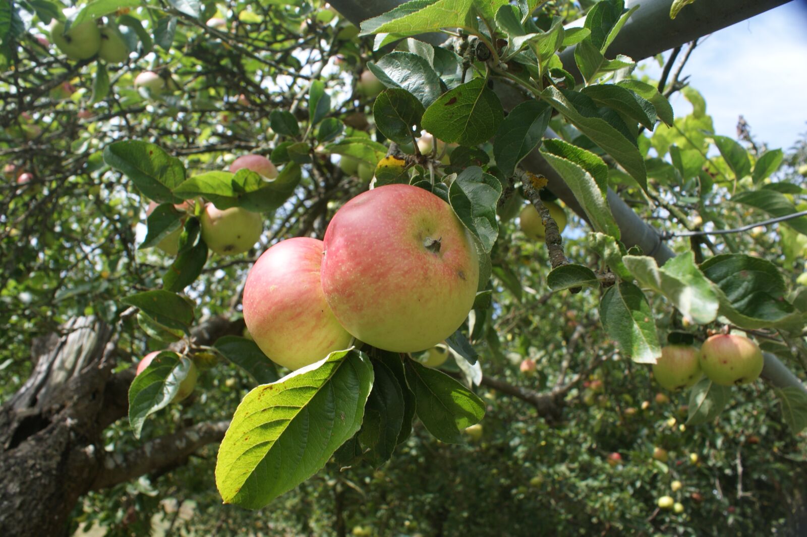 Sony Alpha DSLR-A350 sample photo. Galician apples, apples, blonde photography