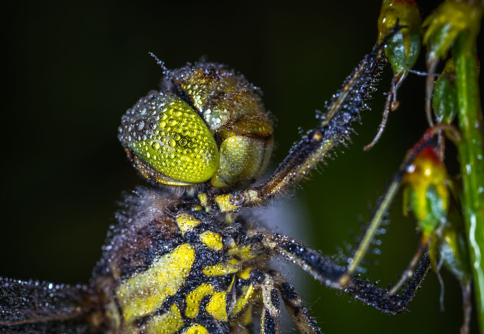 #124 65/2.8 sample photo. Insect, nature, living nature photography